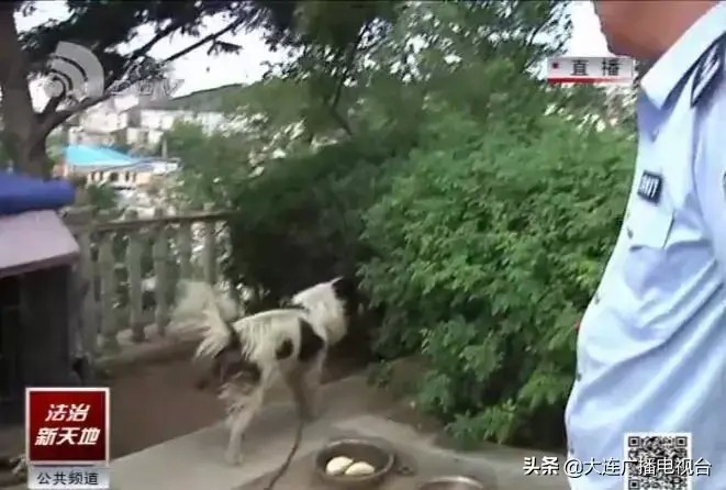 还违规养犬甘井子警方当场强制收容并处罚