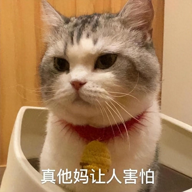 宠物快递被“投毒”？猫咪中毒临床症状别忽视，如何急救？