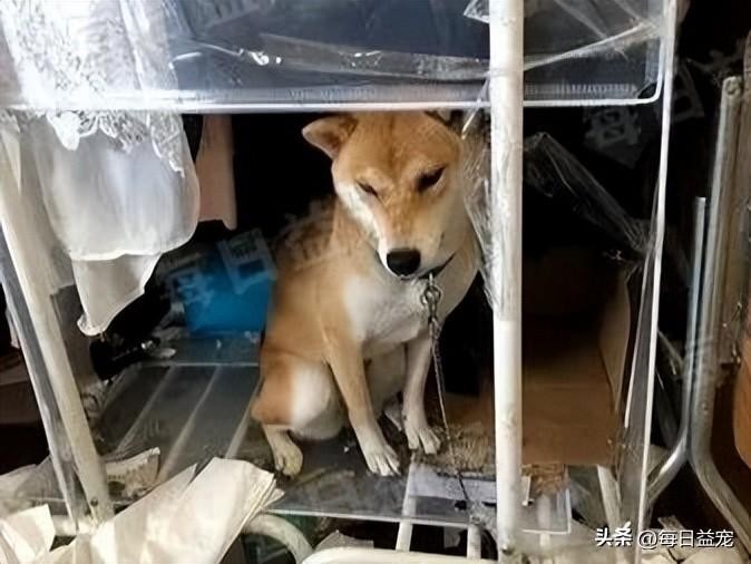 呆萌柴犬爱拆家每天给主人制造惊喜吞过带血的卫生棉