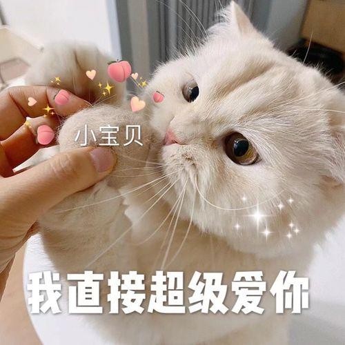 这几件事情是美短猫的“噩梦”，都是主人导致的